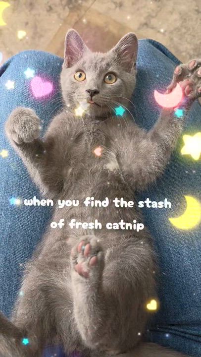 Enlarge Fred, a ADOPTABLE Russian Blue in Reisterstown, MD video 2/5
