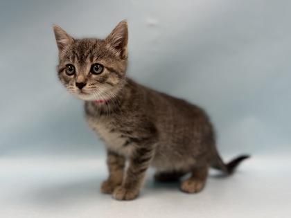 Enlarge Spitfire, a Adoptable Domestic Short Hair in Coon Rapids, MN image 1/1