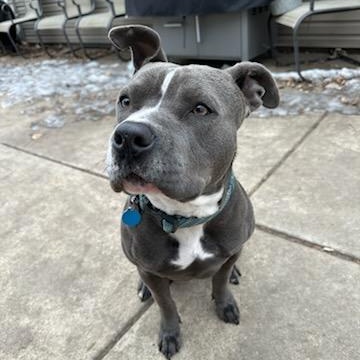 Enlarge Grey, a Adoptable Pit Bull Terrier in Joliet, IL image 5/6