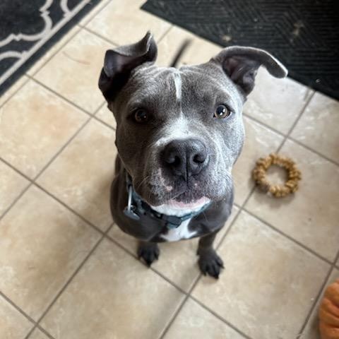 Grey, Adoptable, Young Male Pit Bull Terrier.