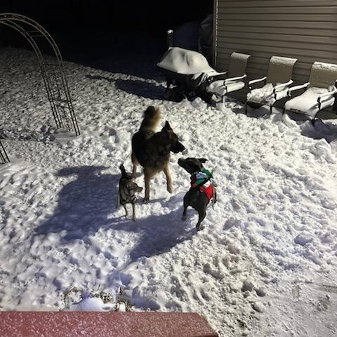 Enlarge Grey, a Adoptable Pit Bull Terrier in Joliet, IL image 6/6