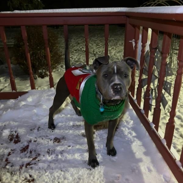 Enlarge Grey, a Adoptable Pit Bull Terrier in Joliet, IL image 3/6