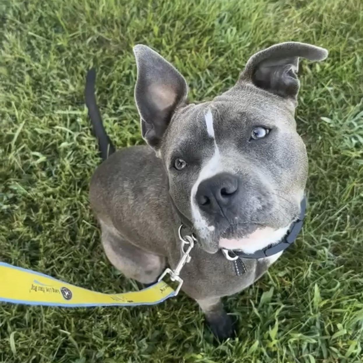 Grey, Adoptable, Young Male Pit Bull Terrier.