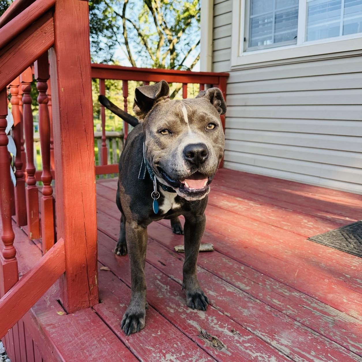 Grey, a Adoptable Pit Bull Terrier in Joliet, IL image 2/6