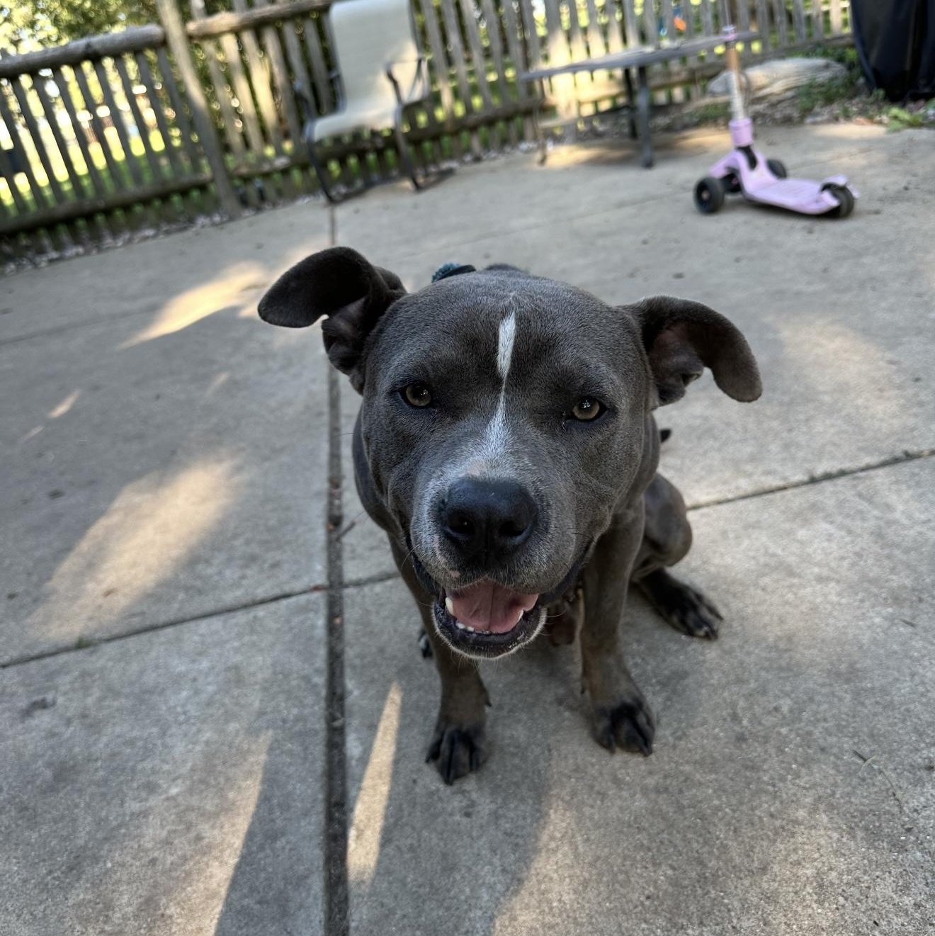 Grey, a Adoptable Pit Bull Terrier in Joliet, IL image 3/6