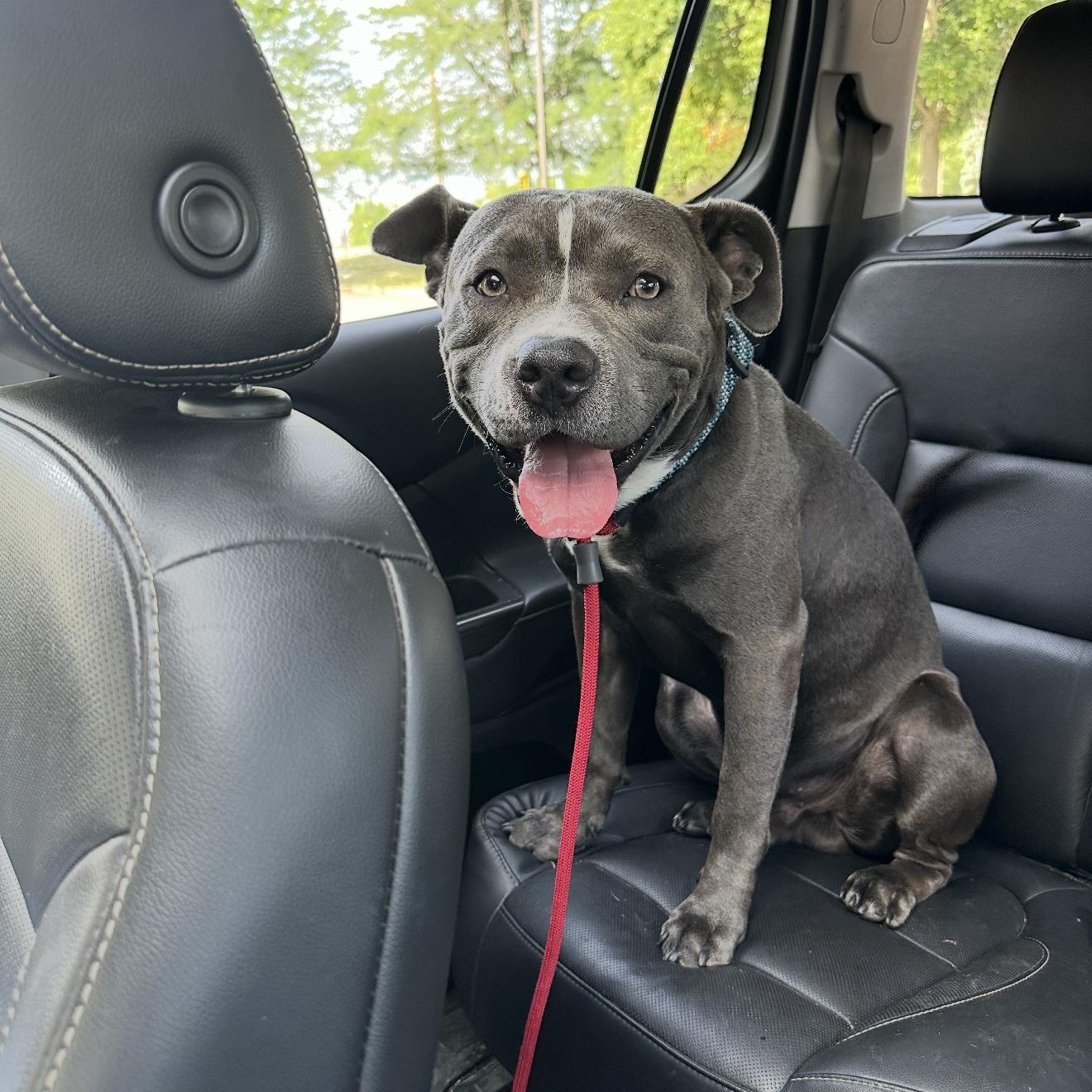 Grey, a Adoptable Pit Bull Terrier in Joliet, IL image 4/6