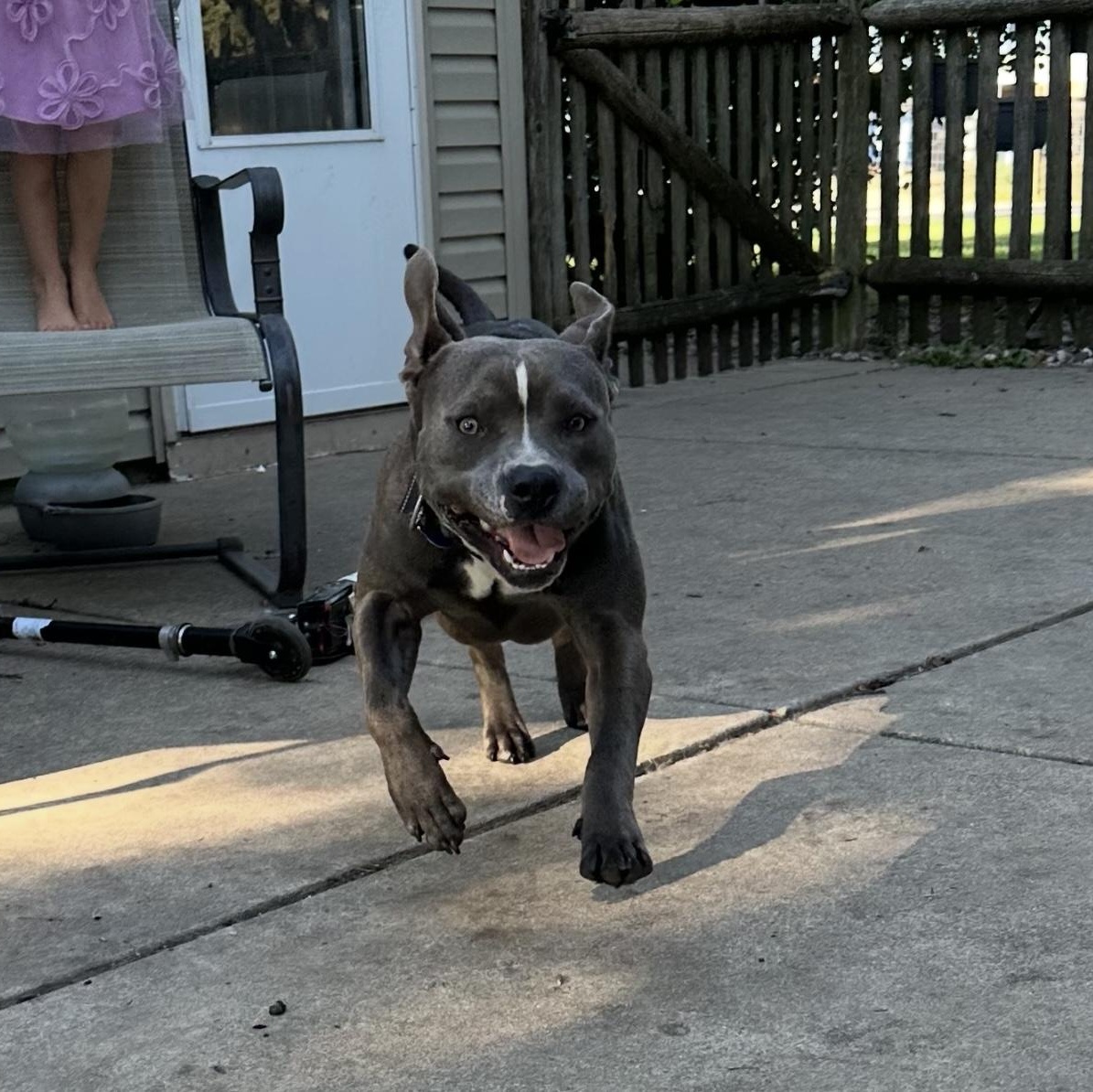 Grey, a Adoptable Pit Bull Terrier in Joliet, IL image 5/6