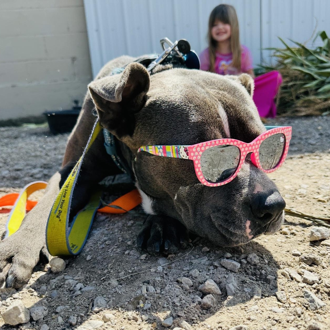 Grey, a Adoptable Pit Bull Terrier in Joliet, IL image 6/6