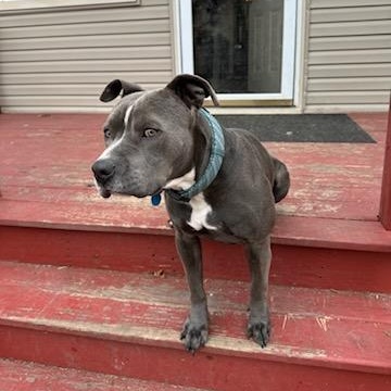 Enlarge Grey, a Adoptable Pit Bull Terrier in Joliet, IL image 4/6