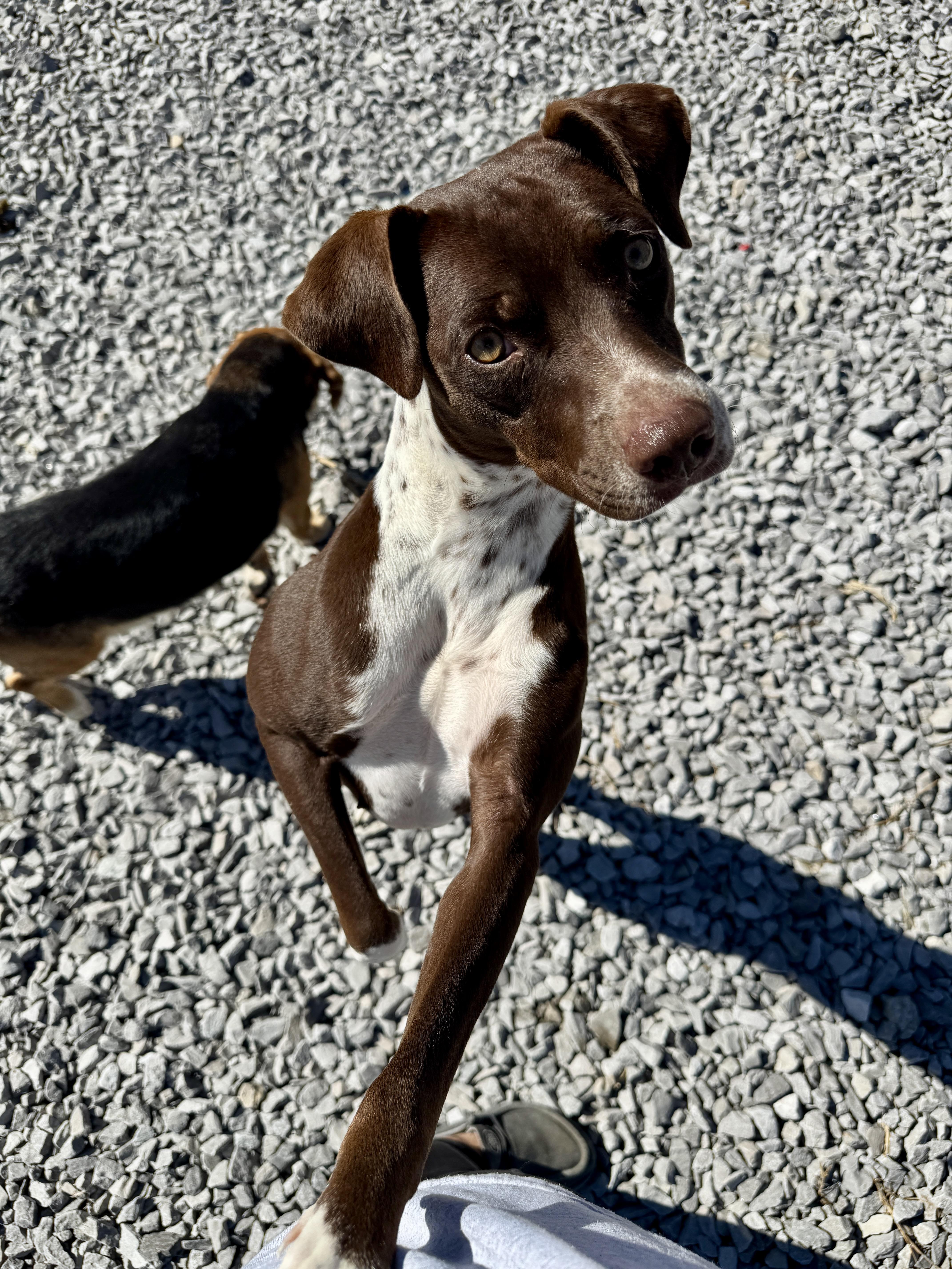 Enlarge Mallory, a Adoptable mixed breed in Hartford, KY image 3/6