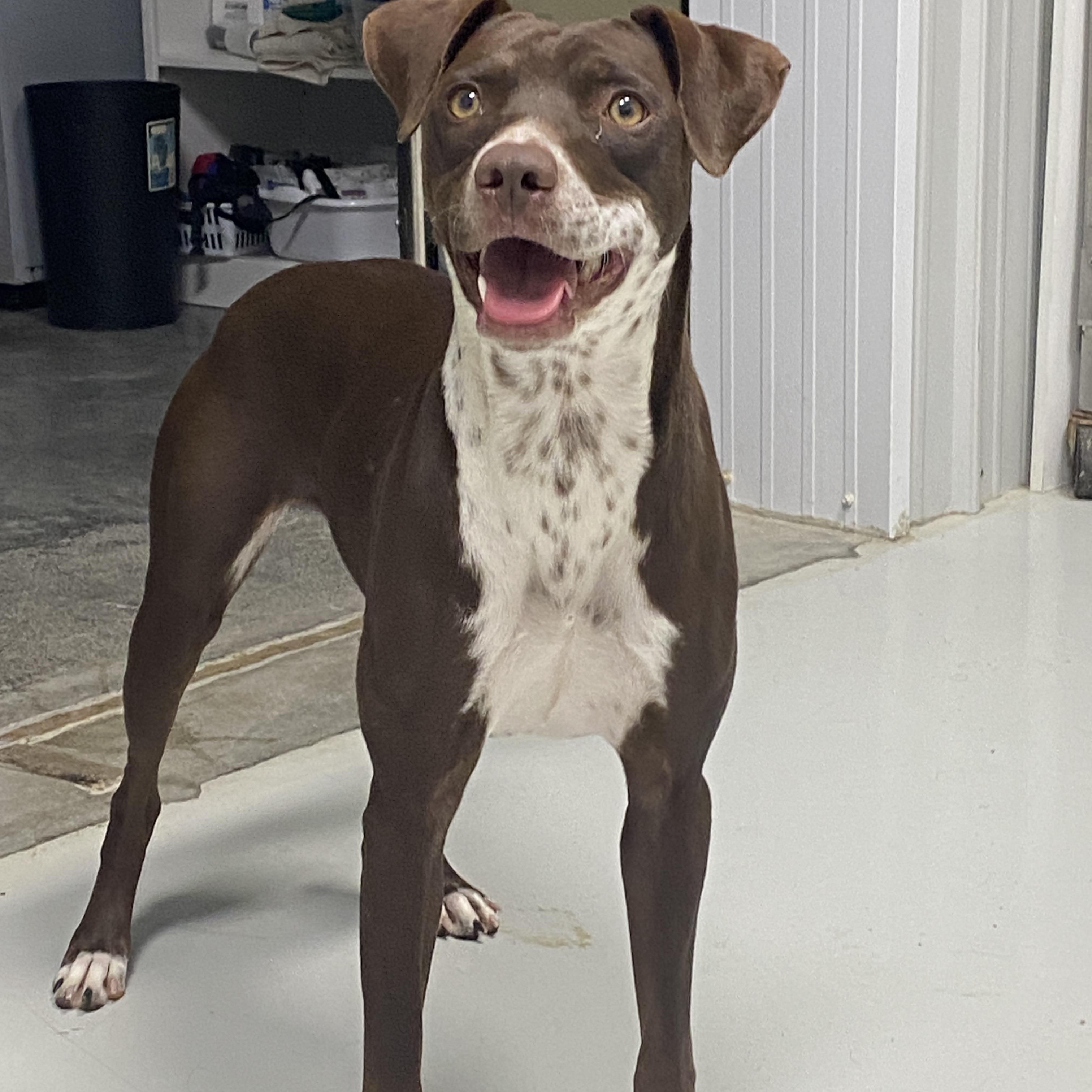 Enlarge Mallory, a Adoptable mixed breed in Hartford, KY image 5/6