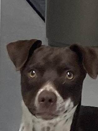 Mallory, Adoptable, Young Female German Shorthaired Pointer & Terrier.
