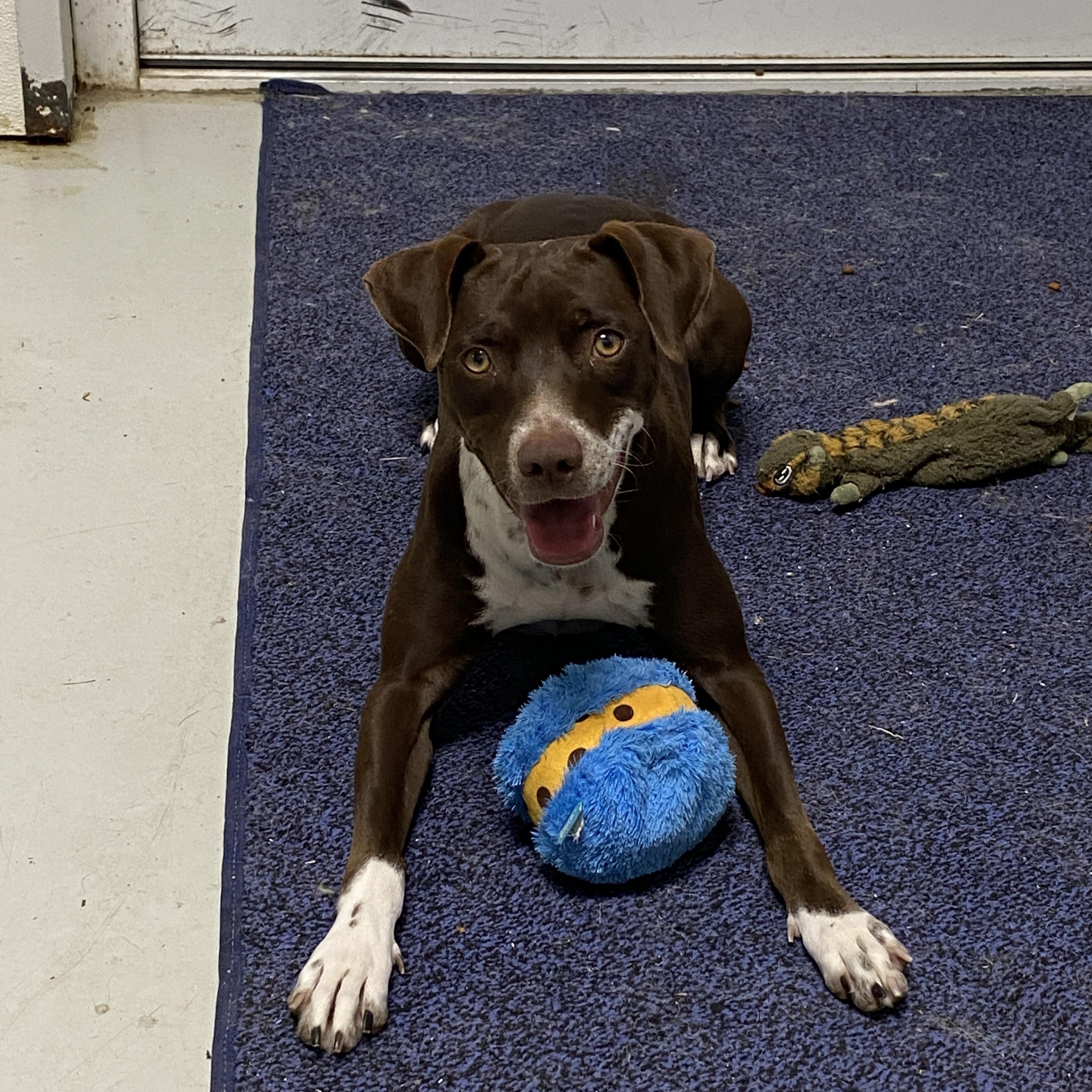 Mallory, Adoptable, Young Female German Shorthaired Pointer & Terrier.