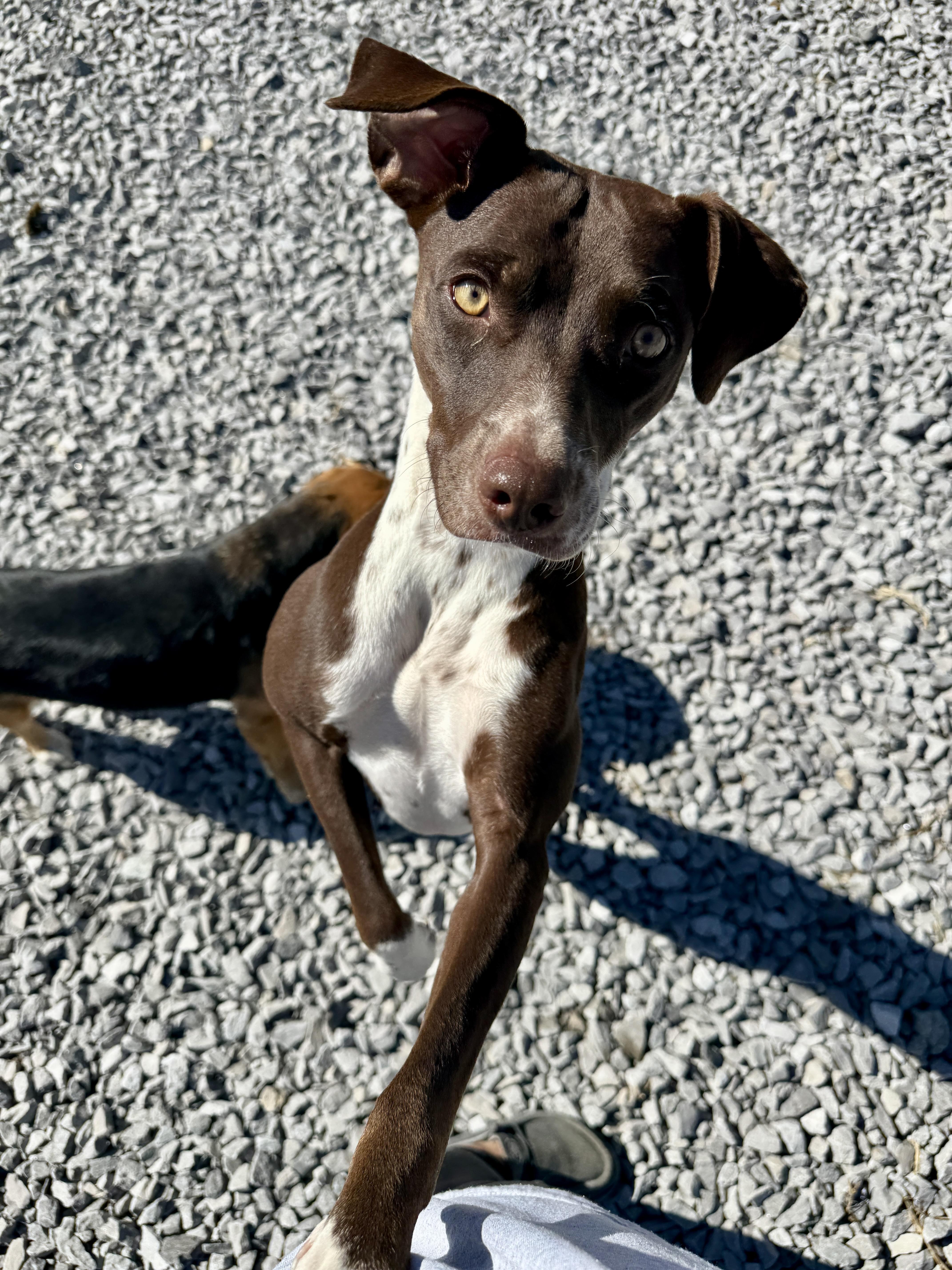 Enlarge Mallory, a Adoptable mixed breed in Hartford, KY image 6/6
