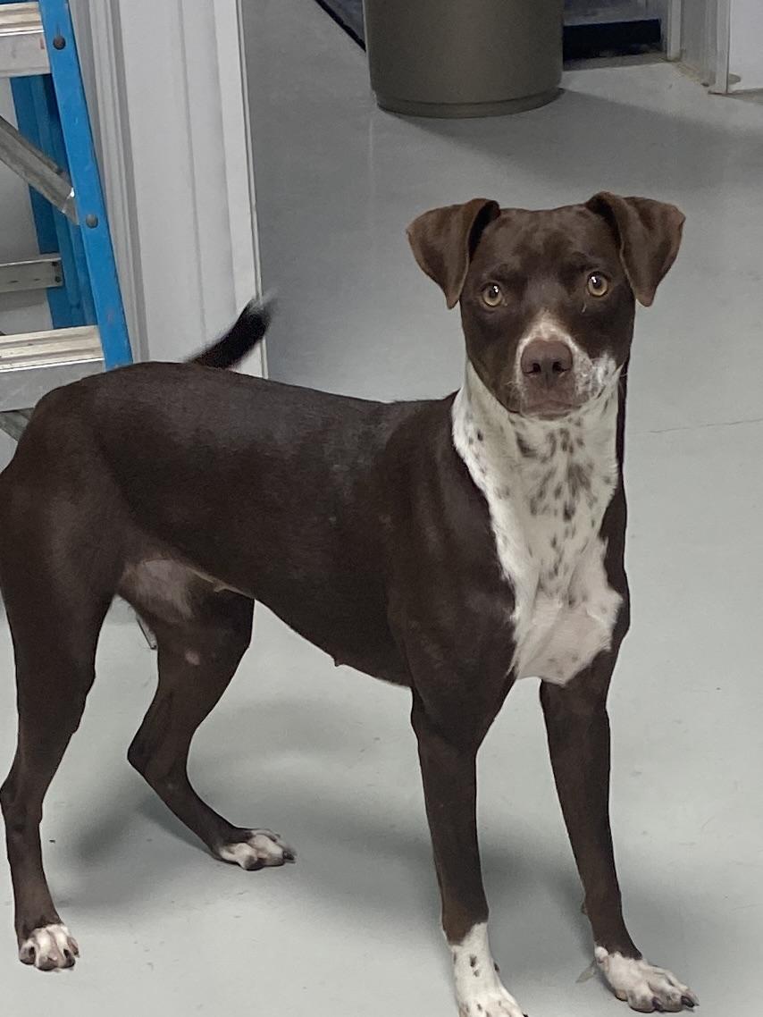 Enlarge Mallory, a Adoptable mixed breed in Hartford, KY image 2/6
