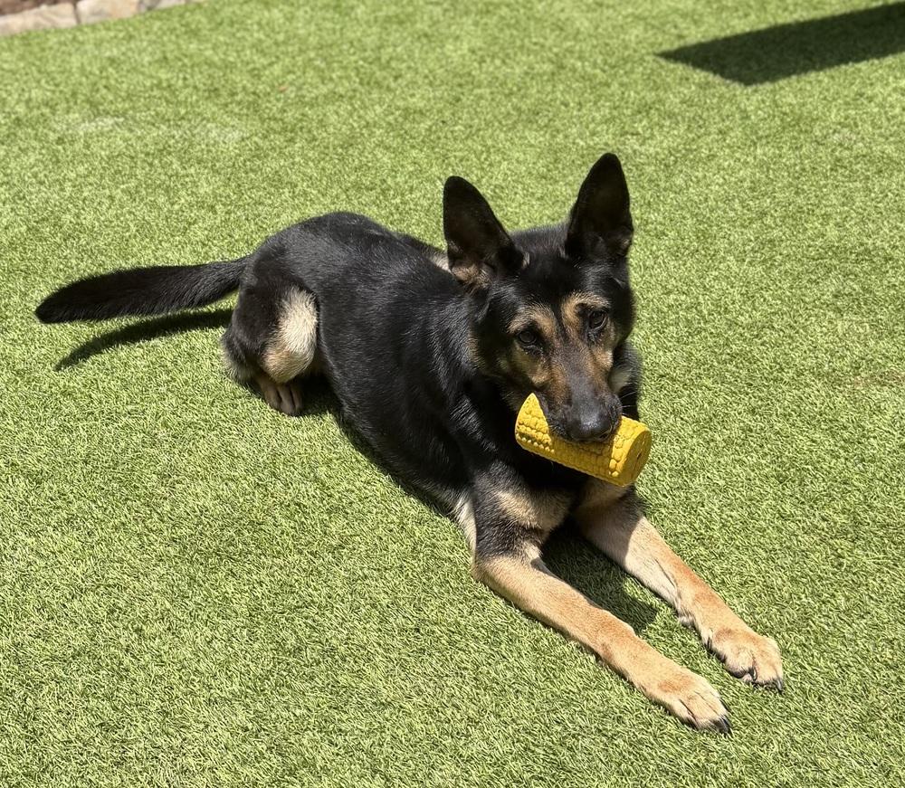 Bix, a Adoptable German Shepherd Dog in Dunwoody, GA image 1/3