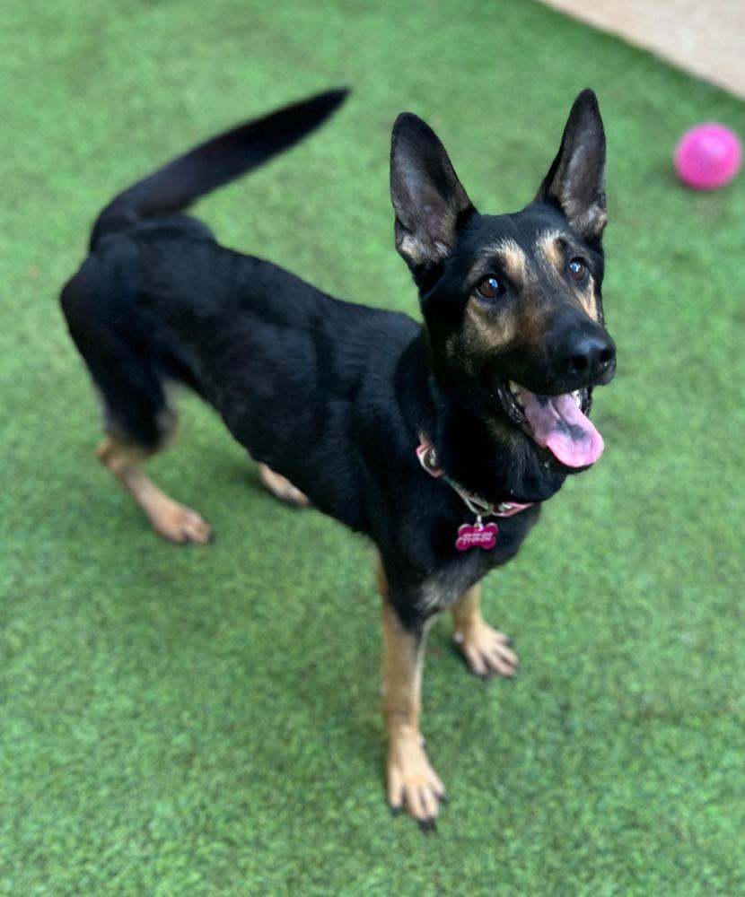 Bix, a Adoptable German Shepherd Dog in Dunwoody, GA image 1/2