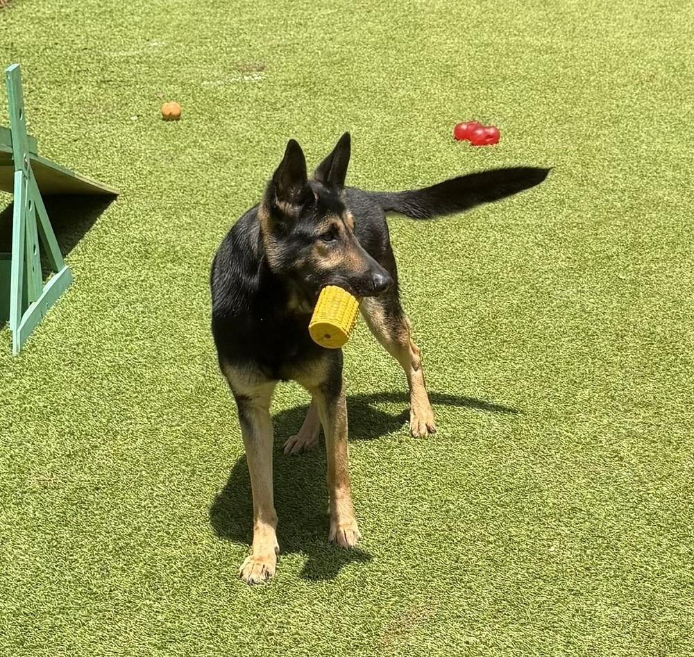 Bix, a Adoptable German Shepherd Dog in Dunwoody, GA image 2/3