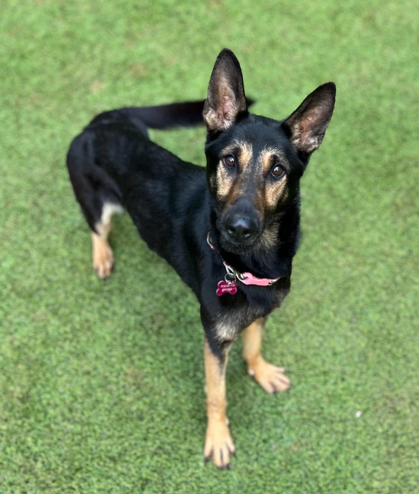 Bix, a Adoptable German Shepherd Dog in Dunwoody, GA image 2/2