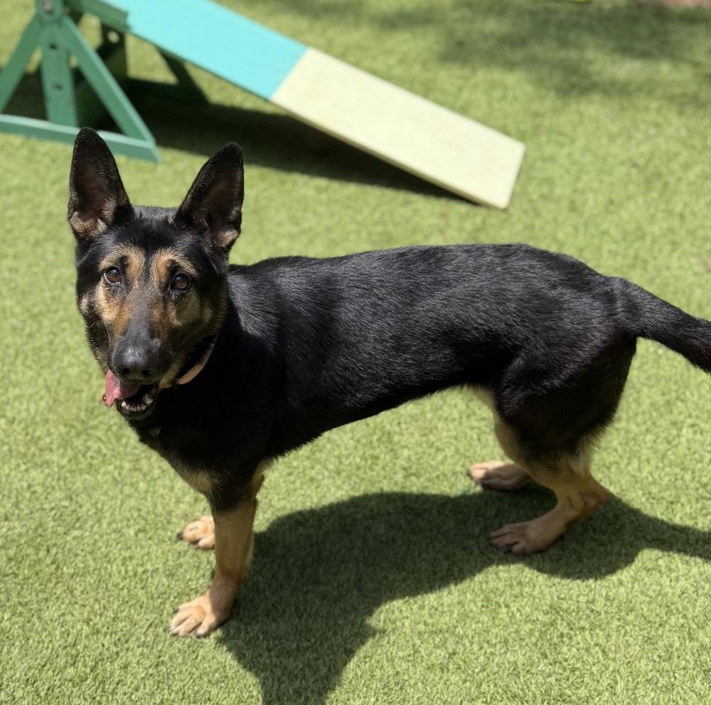 Bix, a Adoptable German Shepherd Dog in Dunwoody, GA image 3/3
