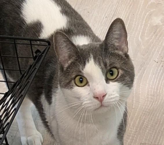 Austin, an adoptable Domestic Short Hair in Silverton, OR, 97381 | Photo Image 3