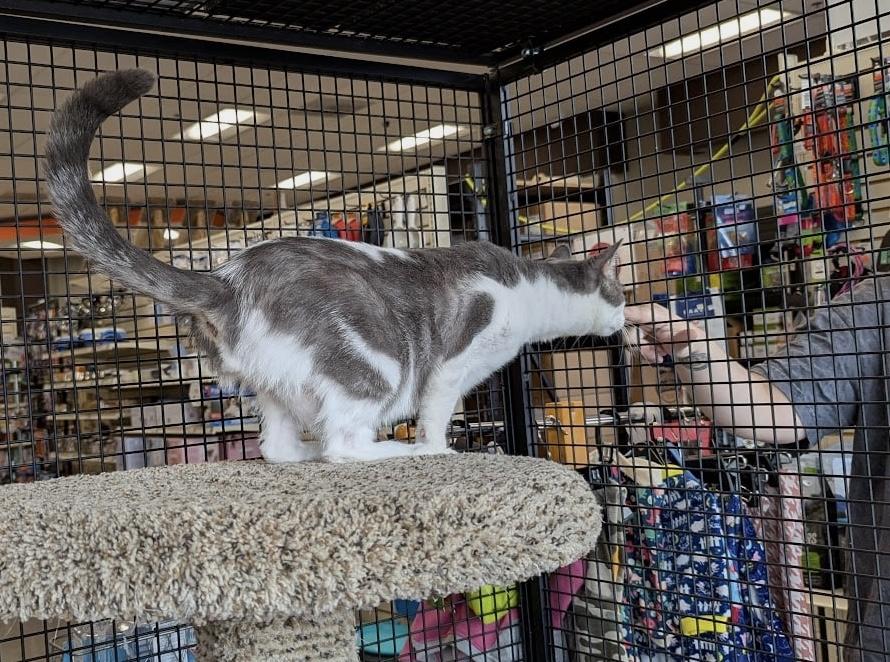 Austin, an adoptable Domestic Short Hair in Silverton, OR, 97381 | Photo Image 4
