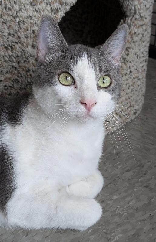 Austin, a Adoptable mixed breed in Silverton, OR image 1/4