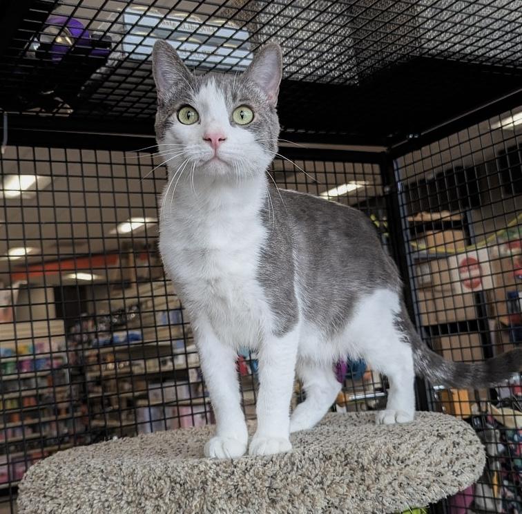 Austin, a Adoptable mixed breed in Silverton, OR image 2/4