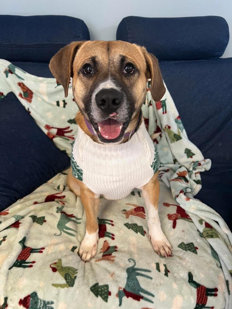 Rowdy, Adoptable, Young Male Mixed Breed.