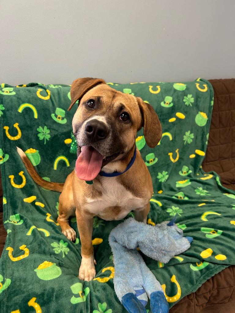 Enlarge Rowdy, a Adoptable mixed breed in Marion, OH image 2/6