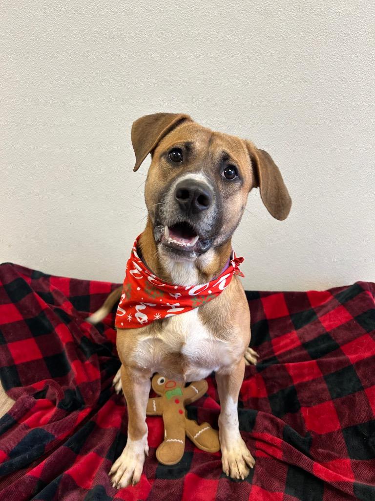 Rowdy, Adoptable, Young Male Mixed Breed.