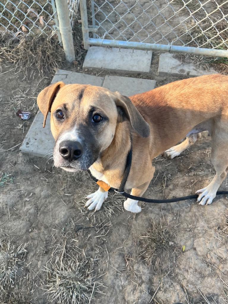 Enlarge Rowdy, a Adoptable mixed breed in Marion, OH image 4/6