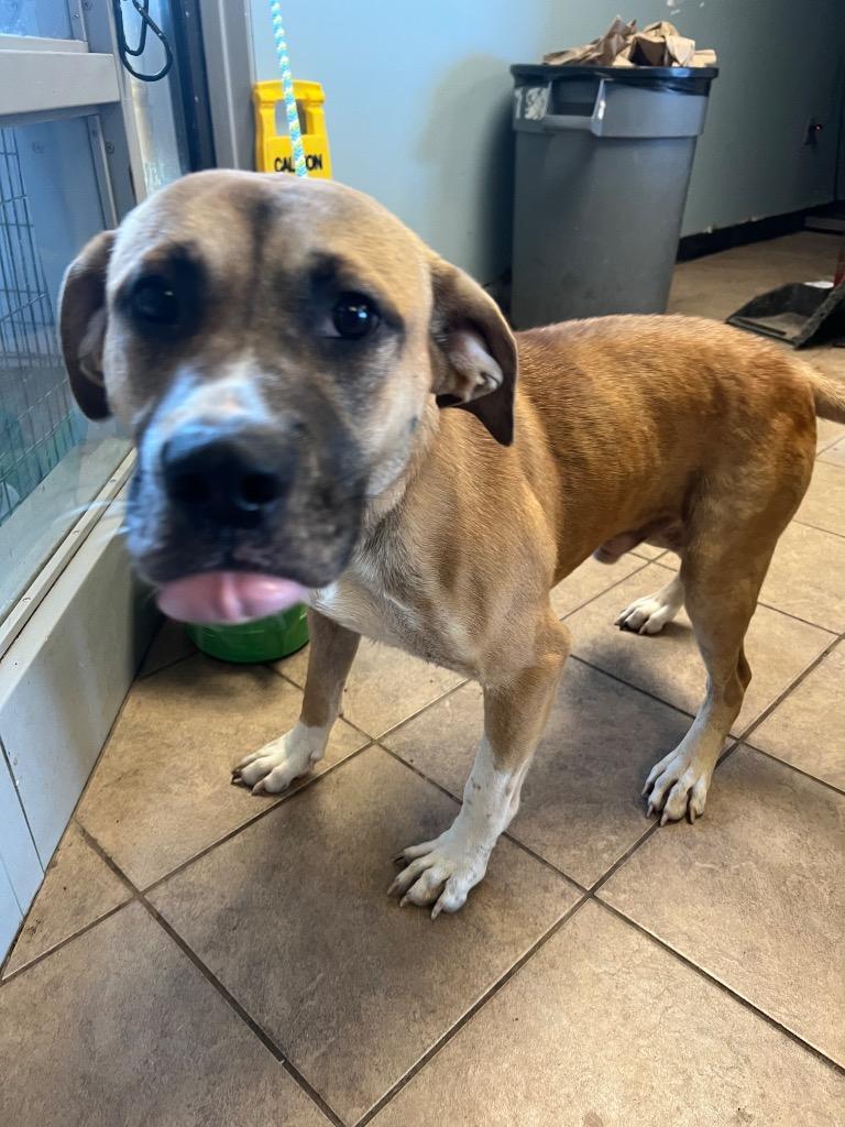 Enlarge Rowdy, a Adoptable mixed breed in Marion, OH image 2/3