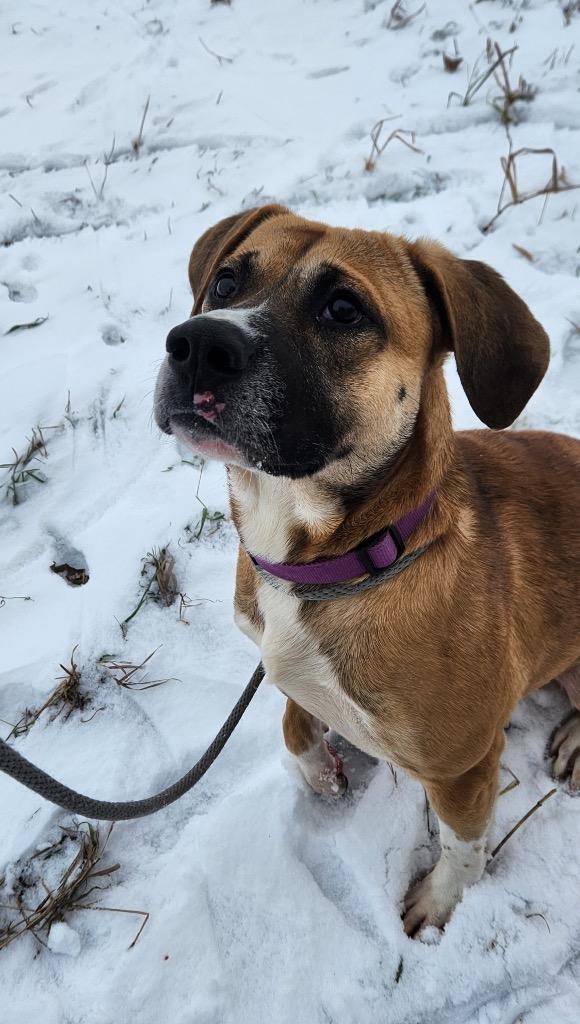 Enlarge Rowdy, a Adoptable mixed breed in Marion, OH image 5/6