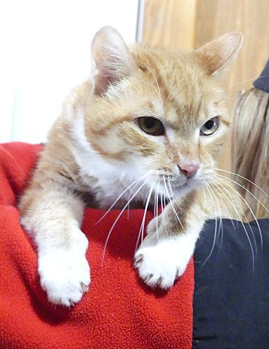 Rocky - sponsored!, Adoptable, Senior Male Tabby.