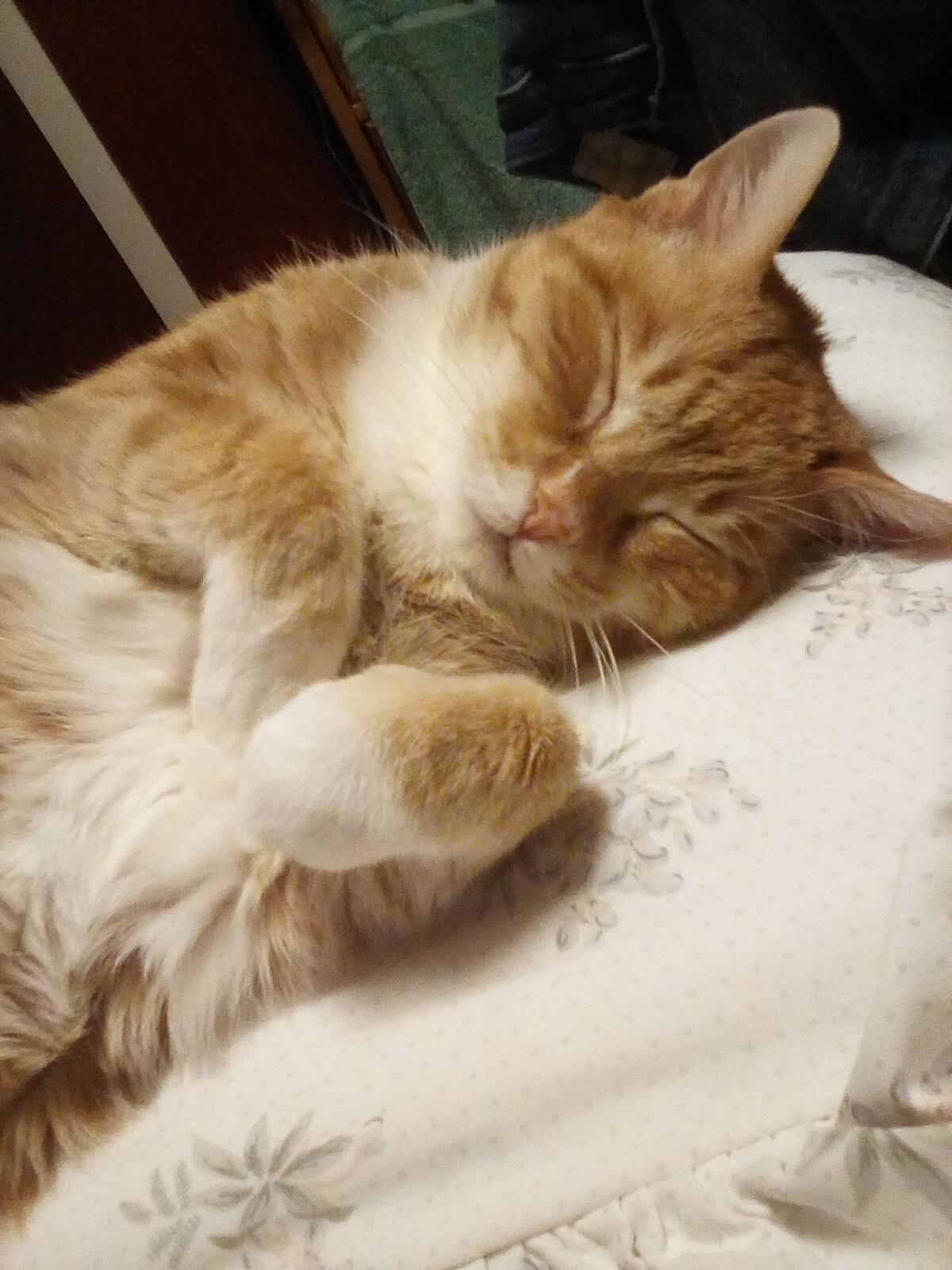 Enlarge Rocky - sponsored!, a Adoptable Tabby in Monterey, VA image 3/6