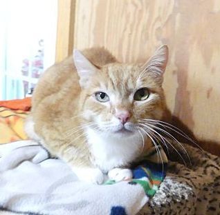 Rocky - sponsored!, a Adoptable Tabby in Monterey, VA image 2/6