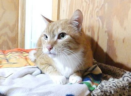 Rocky - sponsored!, a Adoptable Tabby in Monterey, VA image 3/6