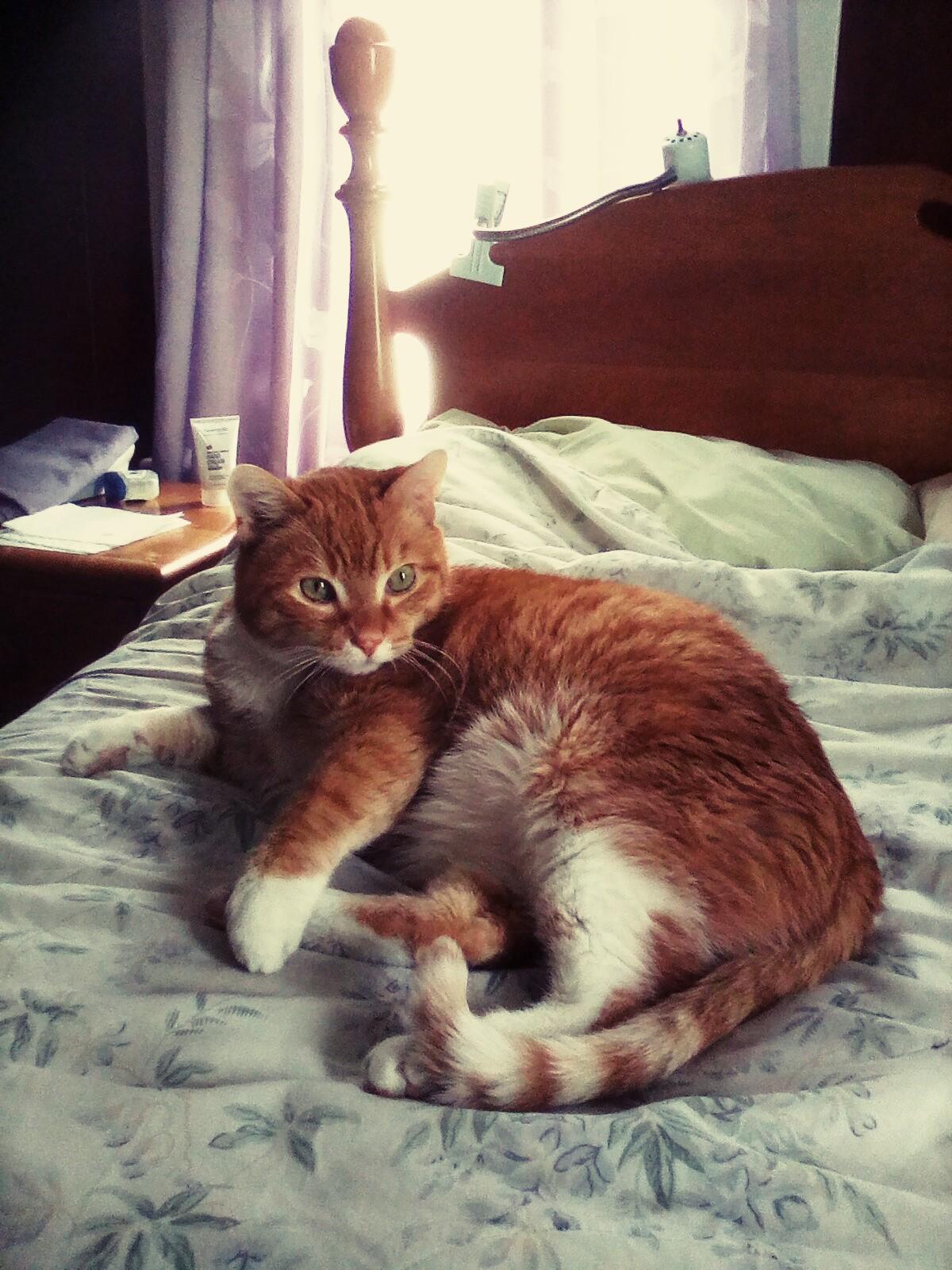 Rocky - sponsored!, Adoptable, Senior Male Tabby.