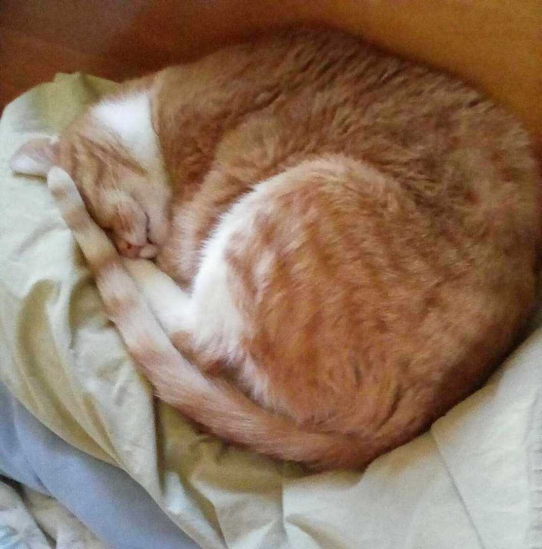 Rocky - sponsored!, a Adoptable Tabby in Monterey, VA image 4/6