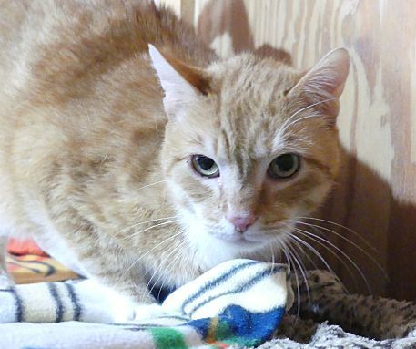 Rocky - sponsored!, a Adoptable Tabby in Monterey, VA image 5/6