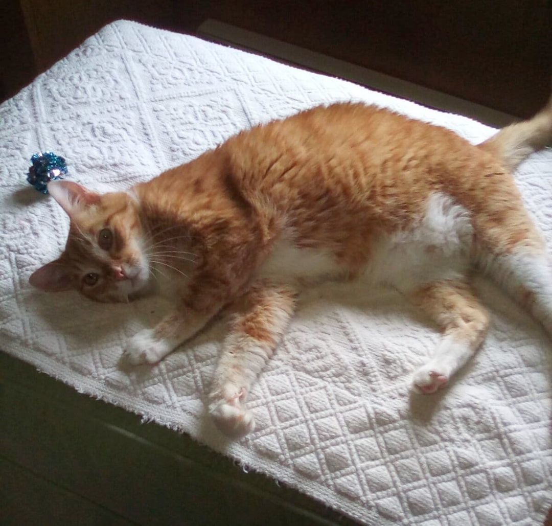 Rocky - sponsored!, a Adoptable Tabby in Monterey, VA image 6/6