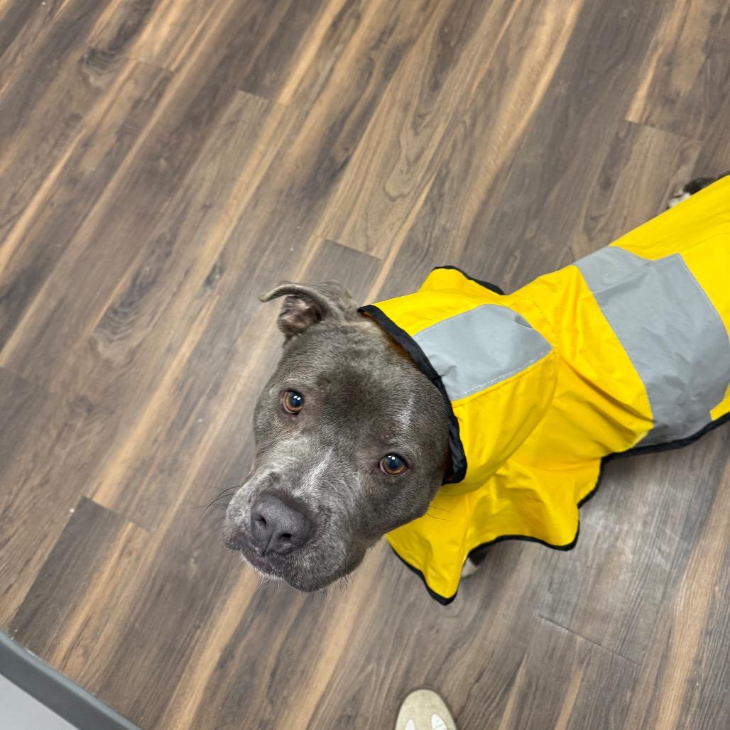 Maurice, Adoptable, Adult Male Mixed Breed.