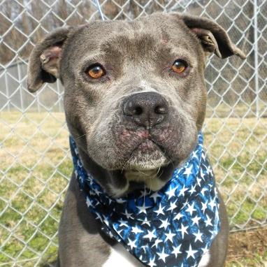 Enlarge Maurice, a Adoptable Mixed Breed in Jeffersonville, IN image 2/6