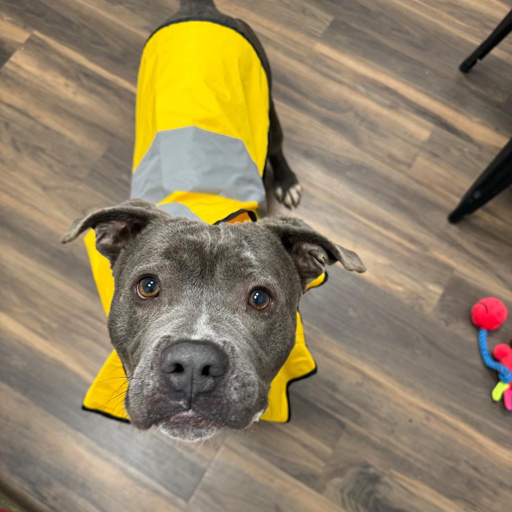 Enlarge Maurice, a Adoptable Mixed Breed in Jeffersonville, IN image 3/6