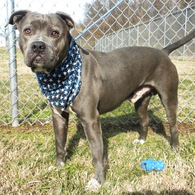 Enlarge Maurice, a Adoptable Mixed Breed in Jeffersonville, IN image 4/6