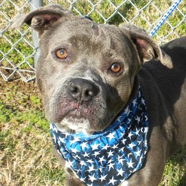 Enlarge Maurice, a Adoptable Mixed Breed in Jeffersonville, IN image 5/6