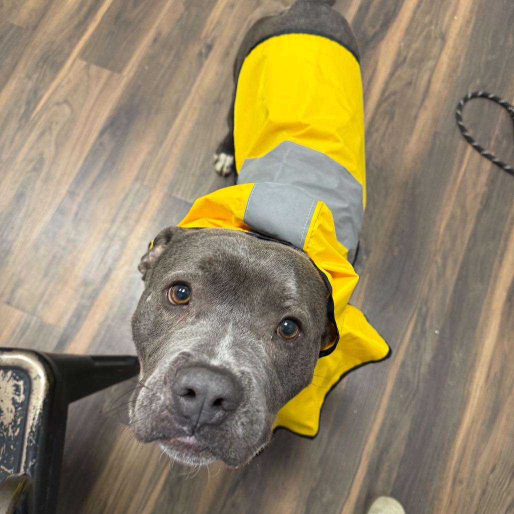 Enlarge Maurice, a Adoptable Mixed Breed in Jeffersonville, IN image 6/6