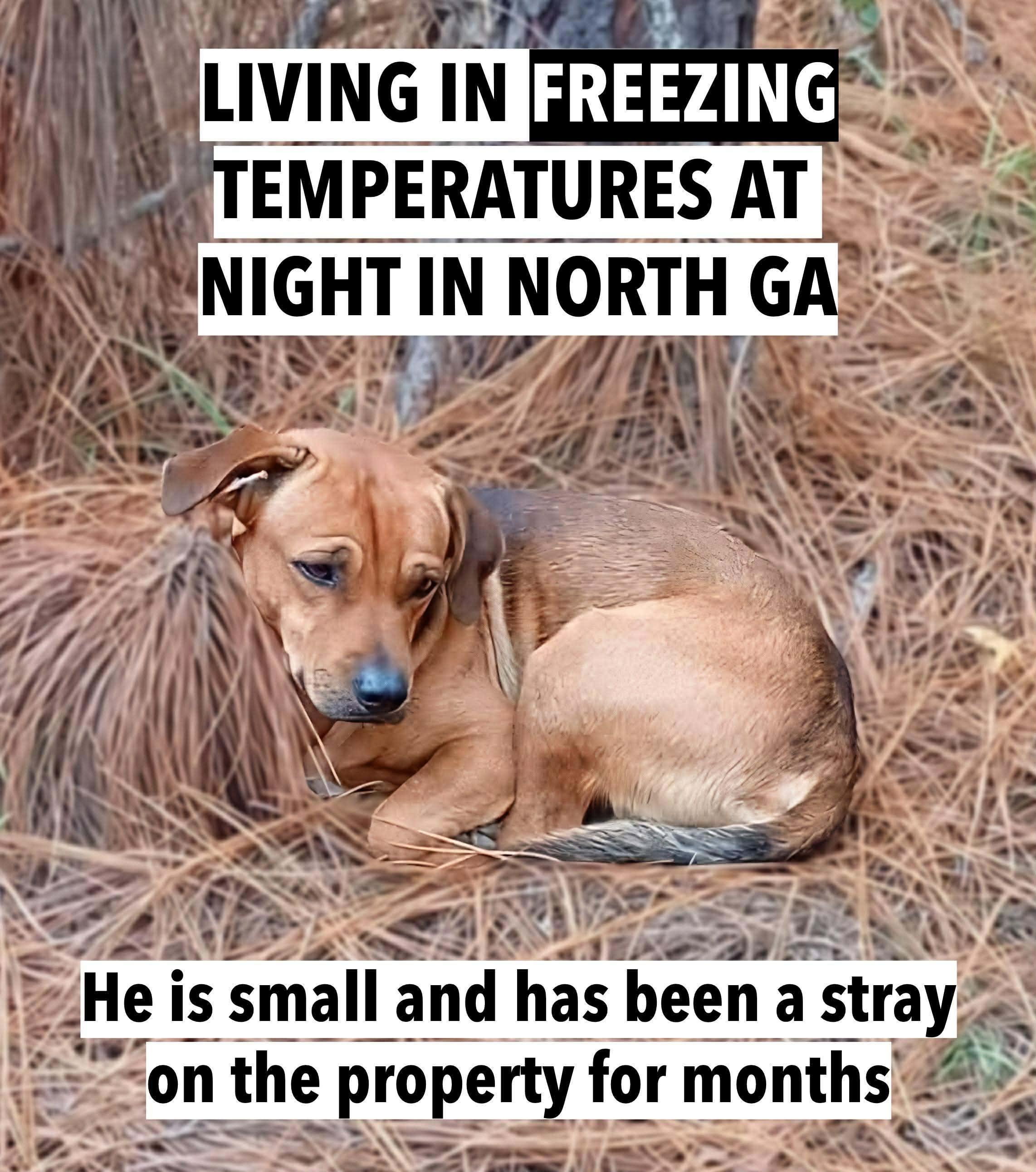 Enlarge Slinky , a ADOPTABLE mixed breed in Kissimmee, FL image 6/6