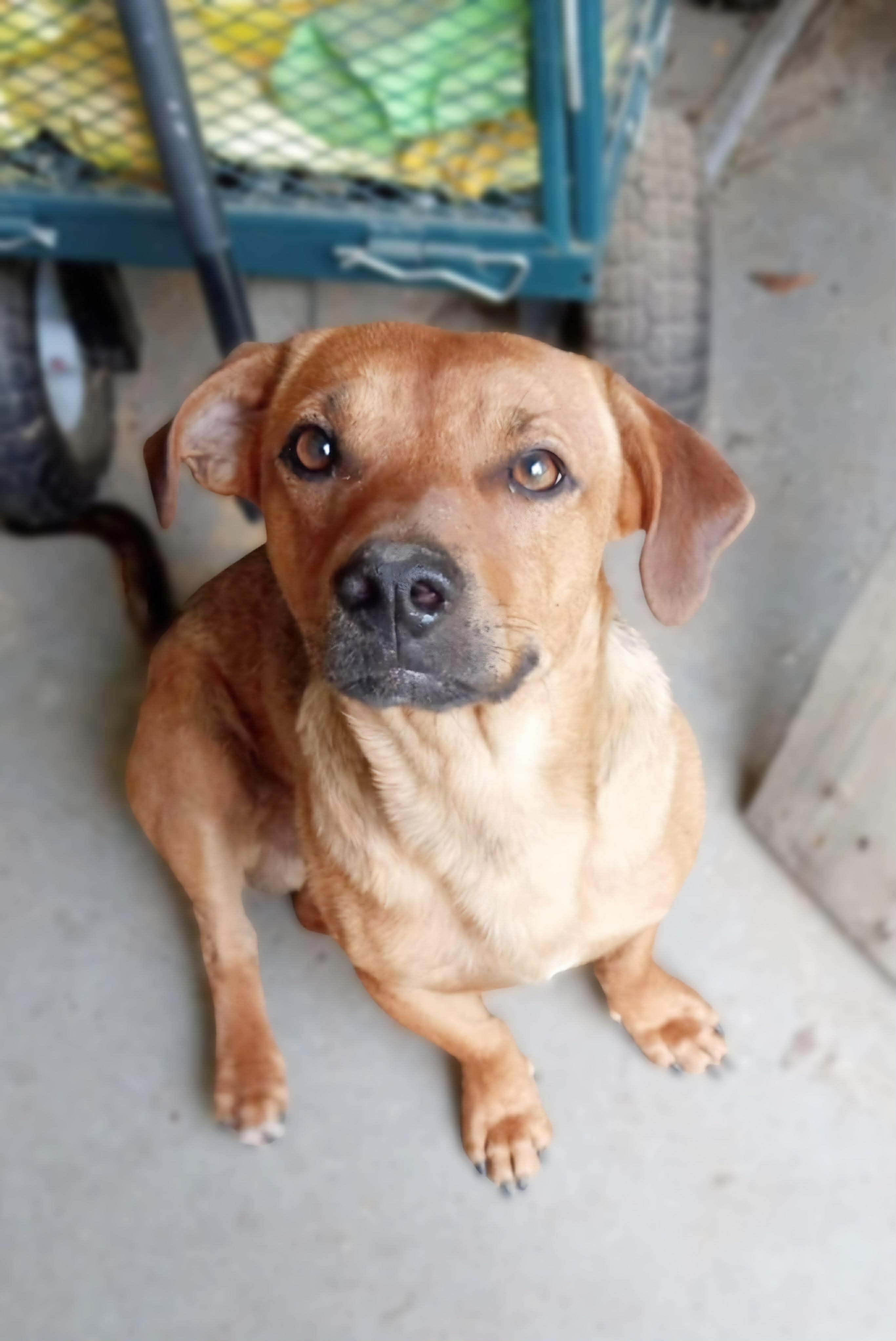 Enlarge Slinky , a ADOPTABLE mixed breed in Kissimmee, FL image 2/6